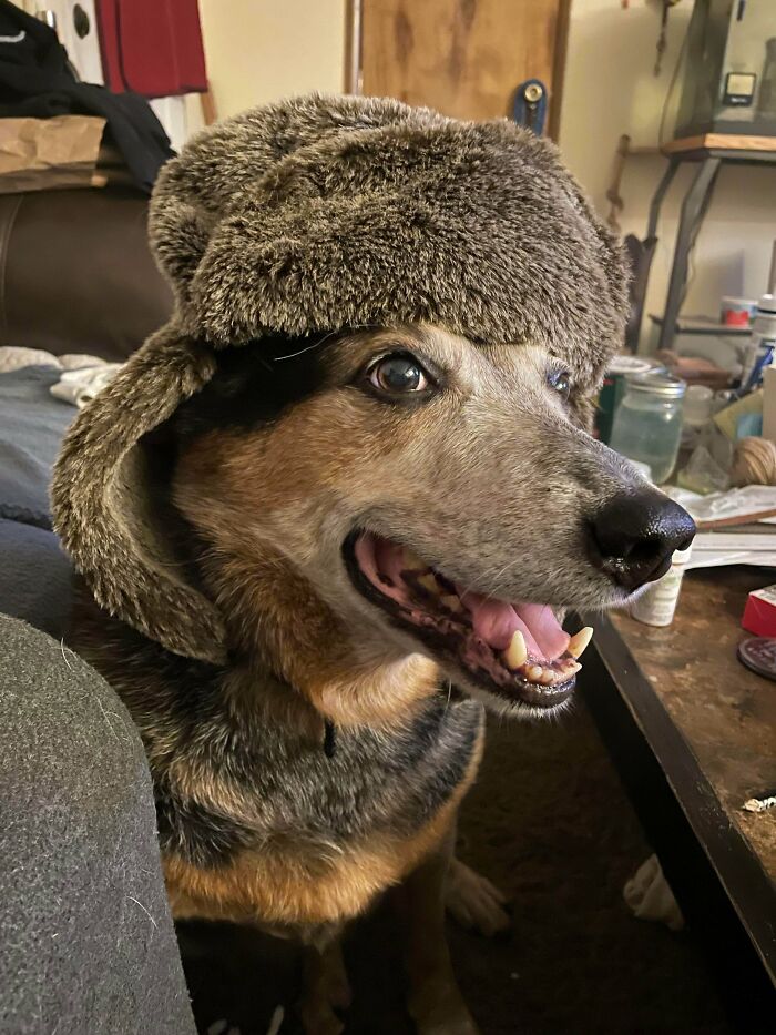 My Old Man Brody, Rescued Him After Being Returned 2 Times. He Must Have Been Waiting For Me Because He’s Been The Best Dog. We Have Been Threw A Lot Together, He’s My Rock And Loves Wearing Hats!