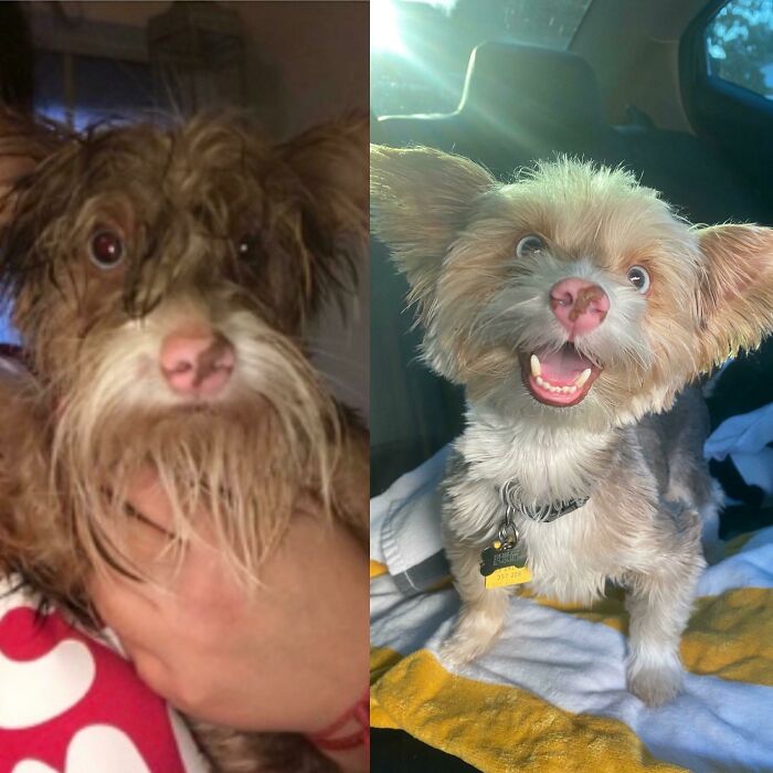 This Is Fin. Fin Is A Rescue. The First Pic Is The Night He Was Found, And The Second Is From A Few Months Ago. I’d Say He Got The Golden Ticket