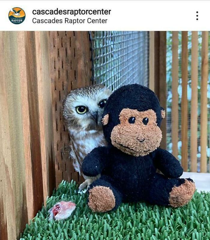 Superb Rescue Saw Whet Owl Maple With Her New Stuffed Monkey Pal!