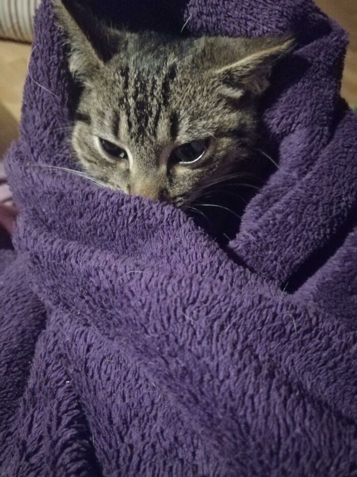 My Sister Rescued This Cute Stray Kitten That Came In Her Garden. He Hasn't Stopped Purring Since We Turned Him Into A Purrito