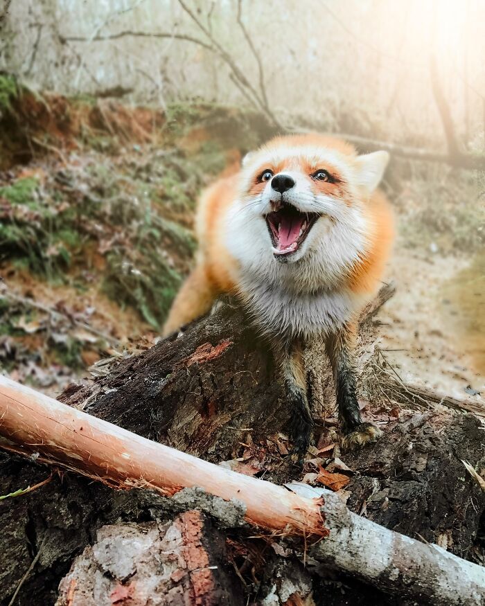 This Is Juniper, A Super Happy Rescue Fox!