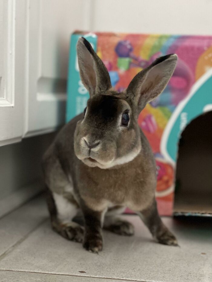 Please Help Me Name My New Rescue Bunny! I Can Decide What Suits Him