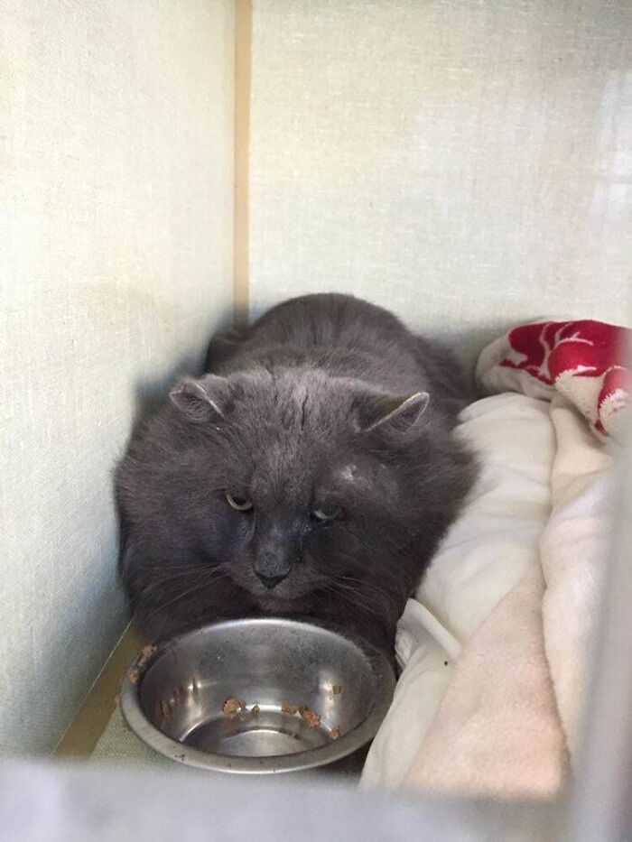 This Is Marcel, A New Friend At Our Cat Shelter. Right Now He’s Resting And Eating A Lot. The Good News Is That We Already Have Someone Who Wants To Adopt Him!