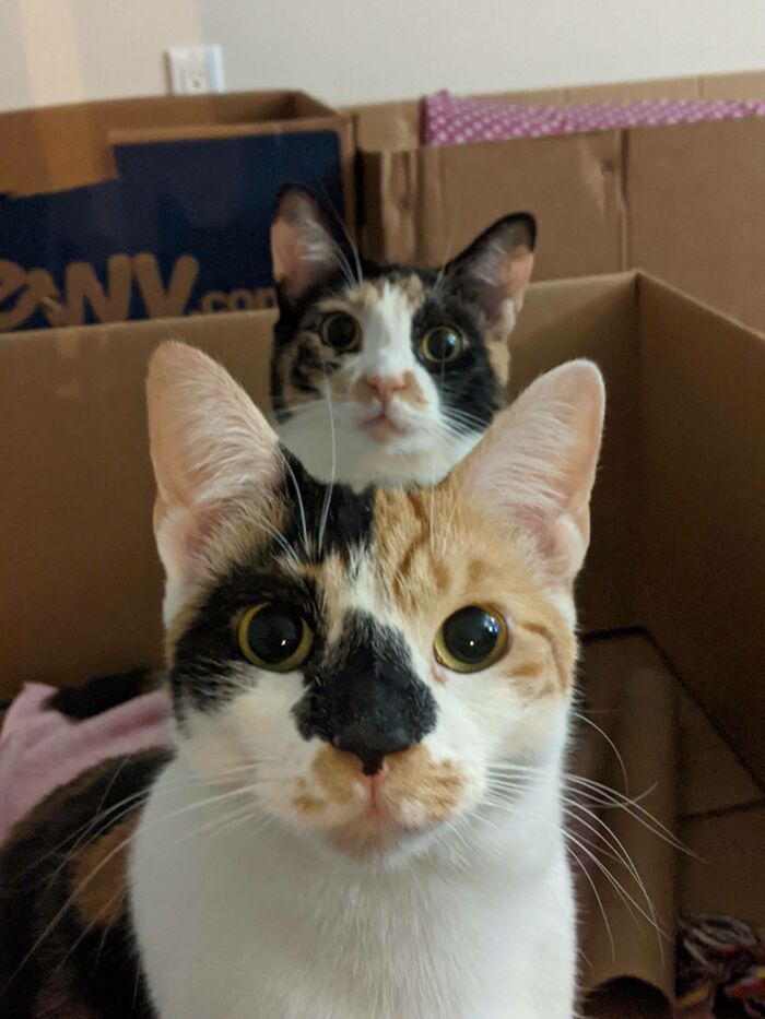 My Wife And I Adopted These Two Goobers In 2020. Sienna (Back) And Miho.