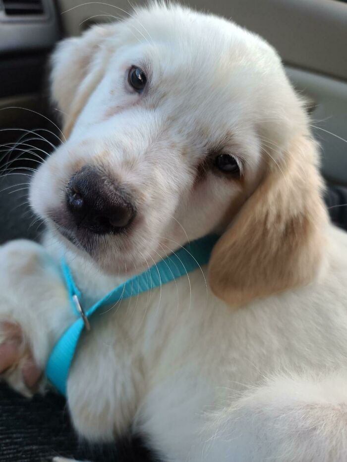 Adopted This Aussie/Golden Retriever On Christmas Eve And Her Name Is Maddie. Not Only The Best Gift I've Ever Gotten But A Literal Dream Come True