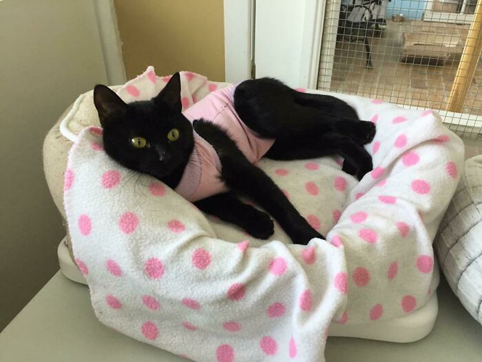 This Is Elvira, A Cute Friend At Our Cat Shelter. She’s Getting Adopted Really Soon,until Then She’s Rocking Her Pjs