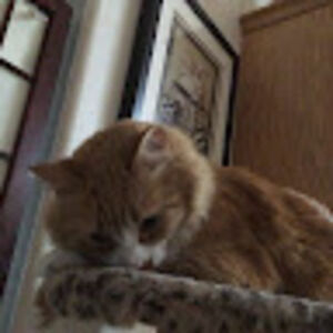 robin_thebird avatar