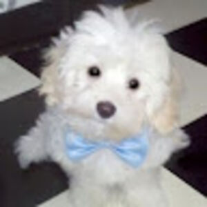 lindatesoroni avatar