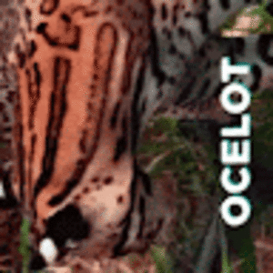 maxchristensen avatar