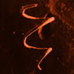 stephenlothian avatar