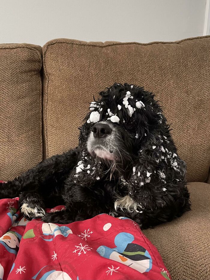 14-Years-Old, On Multiple Meds, Needs Help Down The Stairs… But When It Snows He Acts Like A Pupper Again
