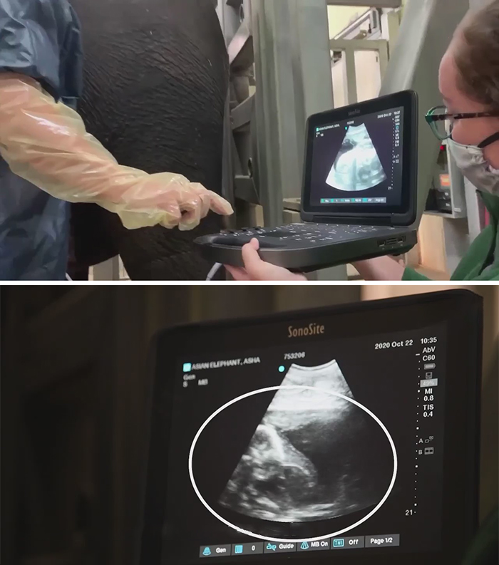 Oklahoma City Zoo Celebrates Birth of Rama The Asian Elephant, Who Got Famous With His Ultrasound Even Before He Was Born