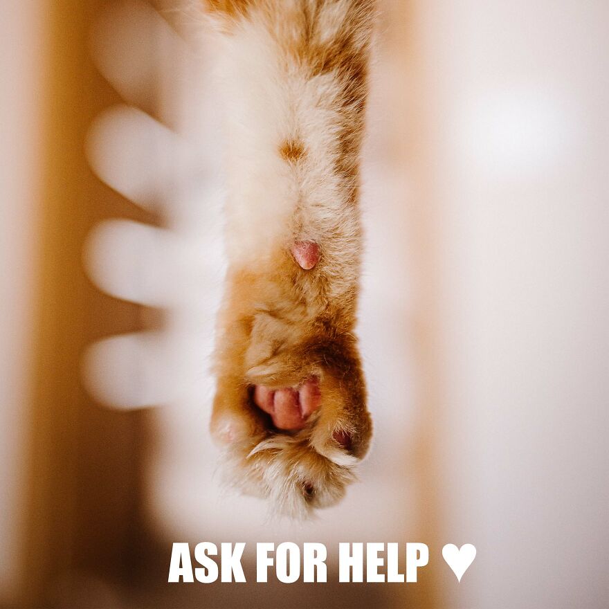 7 Tips From My Cat Thor To Feel Better On Monday