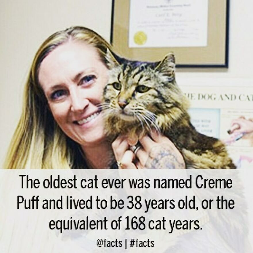 #facts #cat #old #worldrecord