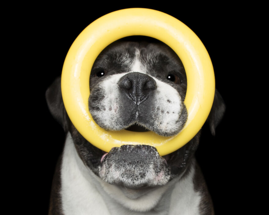 Dozer And The Yellow Ring