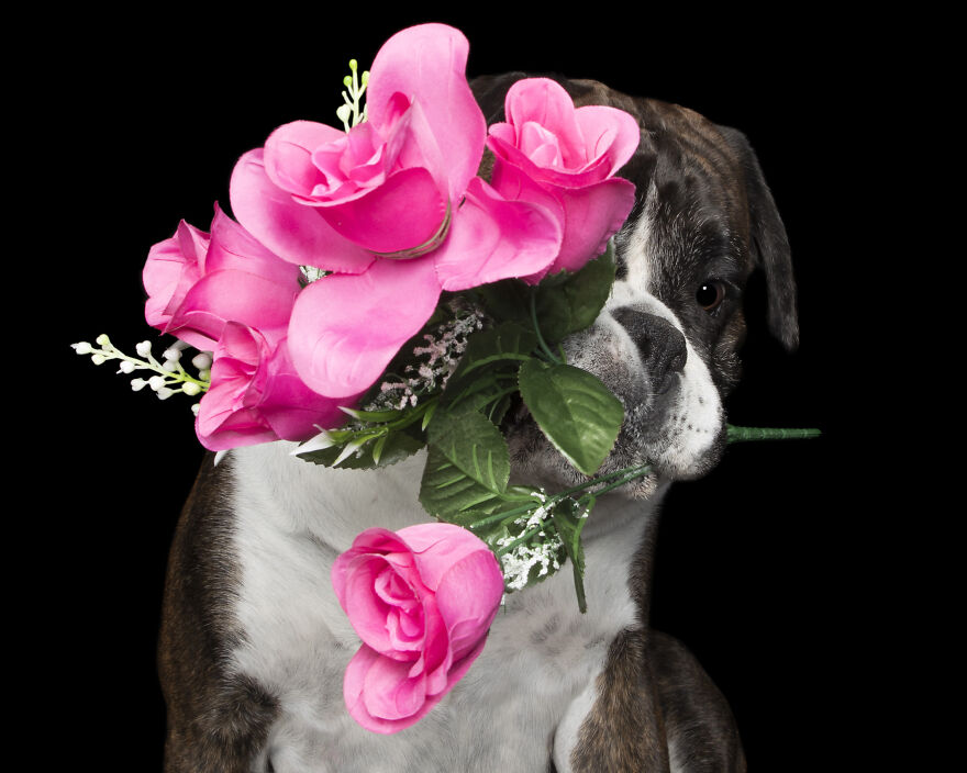 Dozer And The Pink Flowers