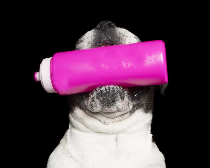 Dozer And The Pink Water Bottle