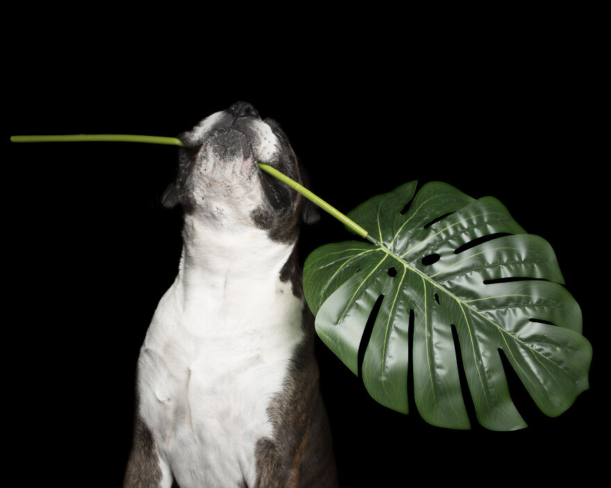 Dozer And The Green Palm Frond