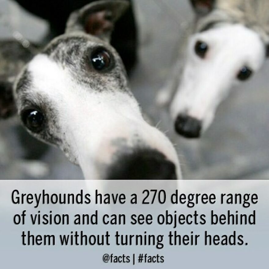 #facts #greyhound #dog #vision #cool