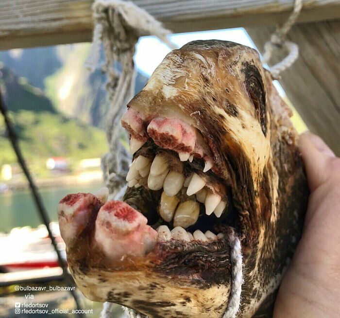 "I Think That Whitening Strips Will Not Help In This Situation (Wolffish)"