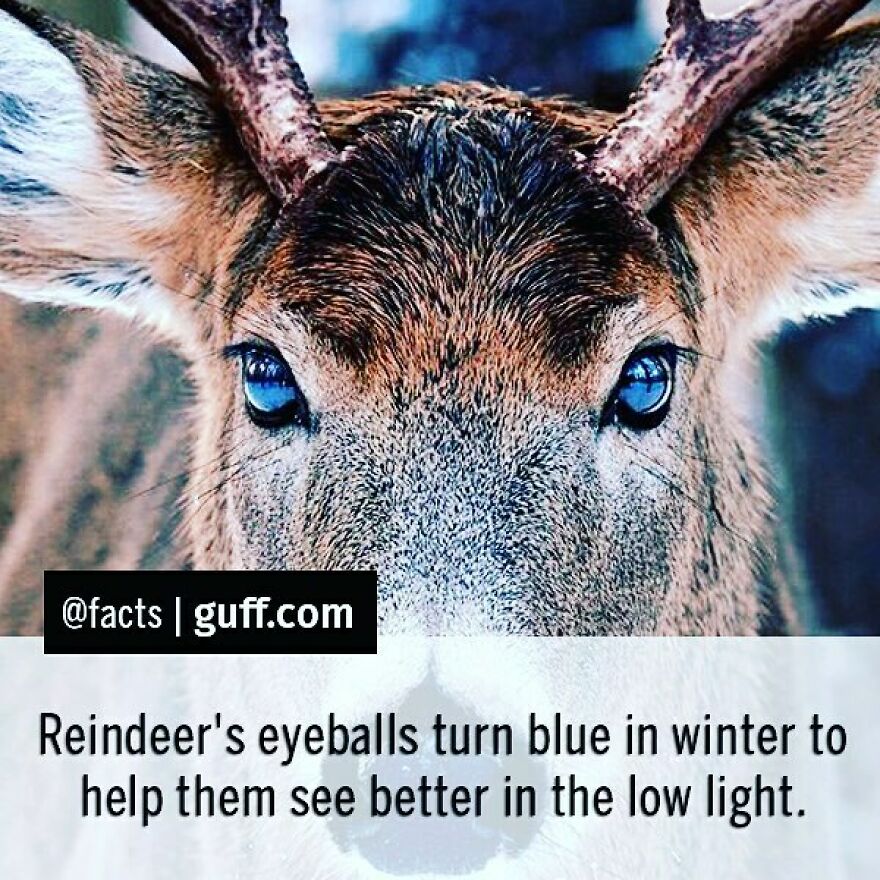Subscribe To Our Weekly Newsletter — Link In The Bio! #facts #reindeer #blue #blueeyes #animals #animalfacts