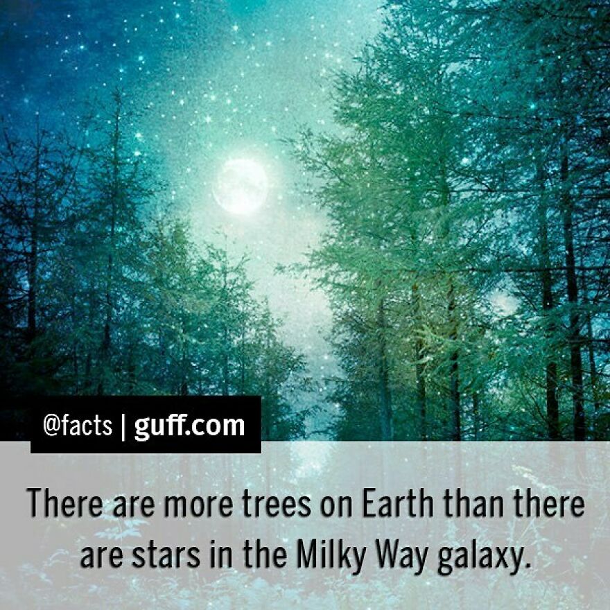 We Know This Sounds Unbelievable, But Trust Us On This One — It's Totally True! The Most Recent Estimate For The Number Of Stars In The Milky Way Galaxy Is Between 100 And 400 Billion. Which Is Obviously A Lot. But! Recent Estimates Of The Number Of Trees On Earth Is 3 Trillion. Trillion! (Or Should We Say Treellion?) Pretty Amazing, Isn't It? #facts #trees #stars #galaxy