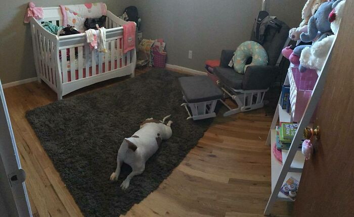 Baby Nora's Room Is Coming Along Nicely. Our Headless Dog Seems To Like It