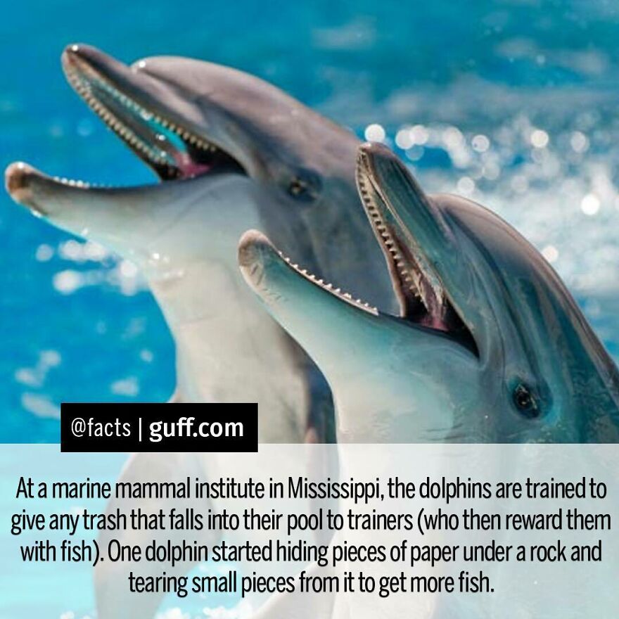 This Dolphin Was Named Kelly, And This Wasn't The Only Clever Trick She Figured Out. Once, A Gull Flew Into Her Tank, So She Gave It To The Trainers. Her Trainers Rewarded Her With Multiple Fish. She Ate Them All Except One...which She Used To Lure Another Bird Into Her Pool! Dolphins Are Brilliant. #facts #dolphins #smart #genius #trick #solongandthanksforallthefish