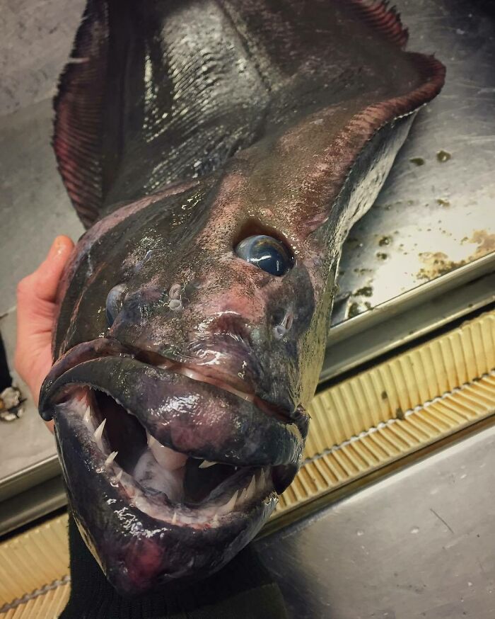 "It's Just A Halibut, And Looks Like A Cyclops"