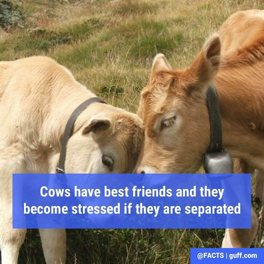 Tag Your Best Friend 🐮💛
