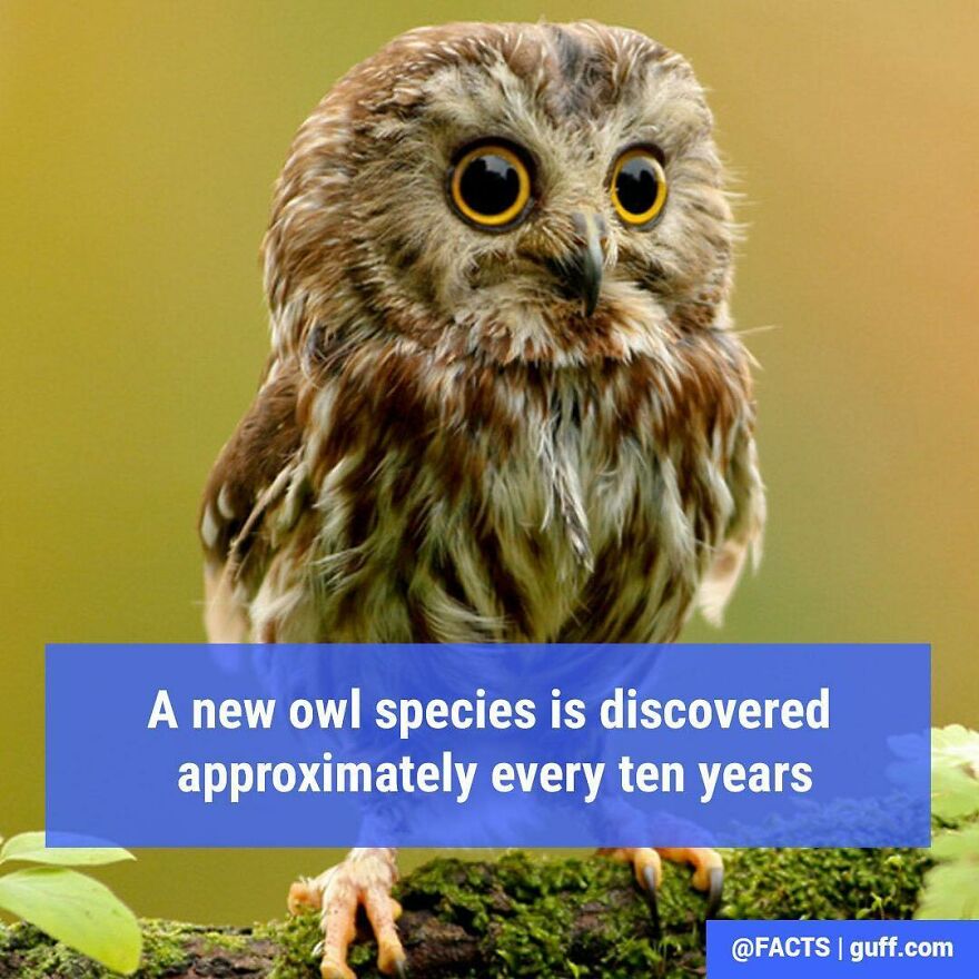 Good News For Owl Lovers! Bad News For Mice!