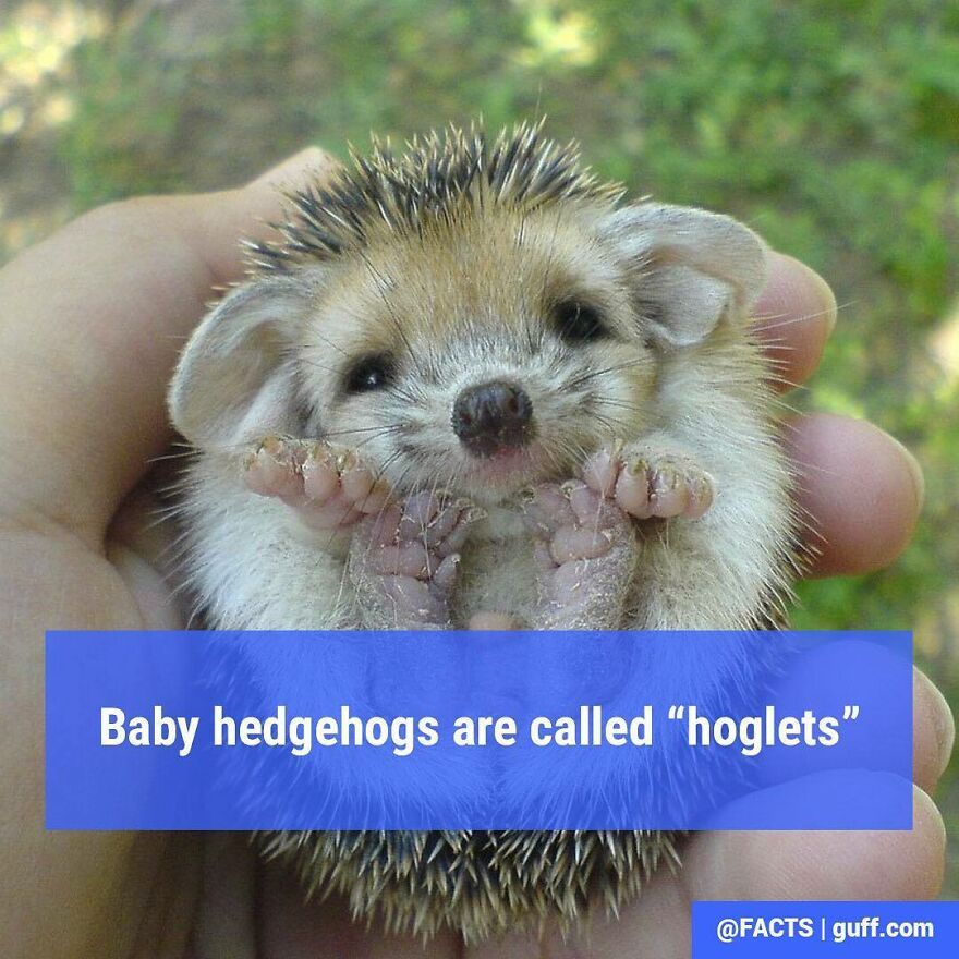 Baby Hedgehogs May Also Respond To “Sonic Jr.”.