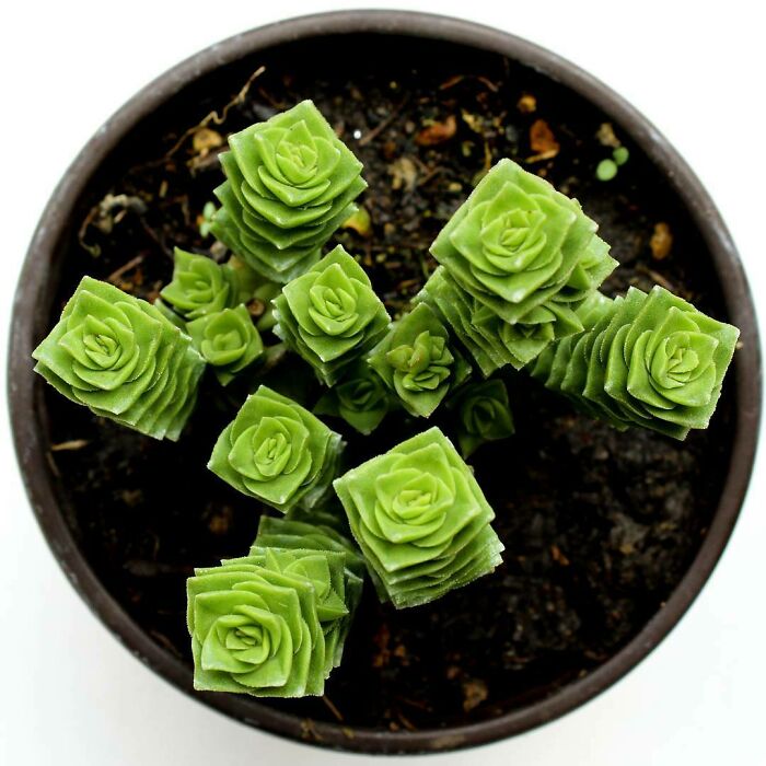 "Crassula" Succulent