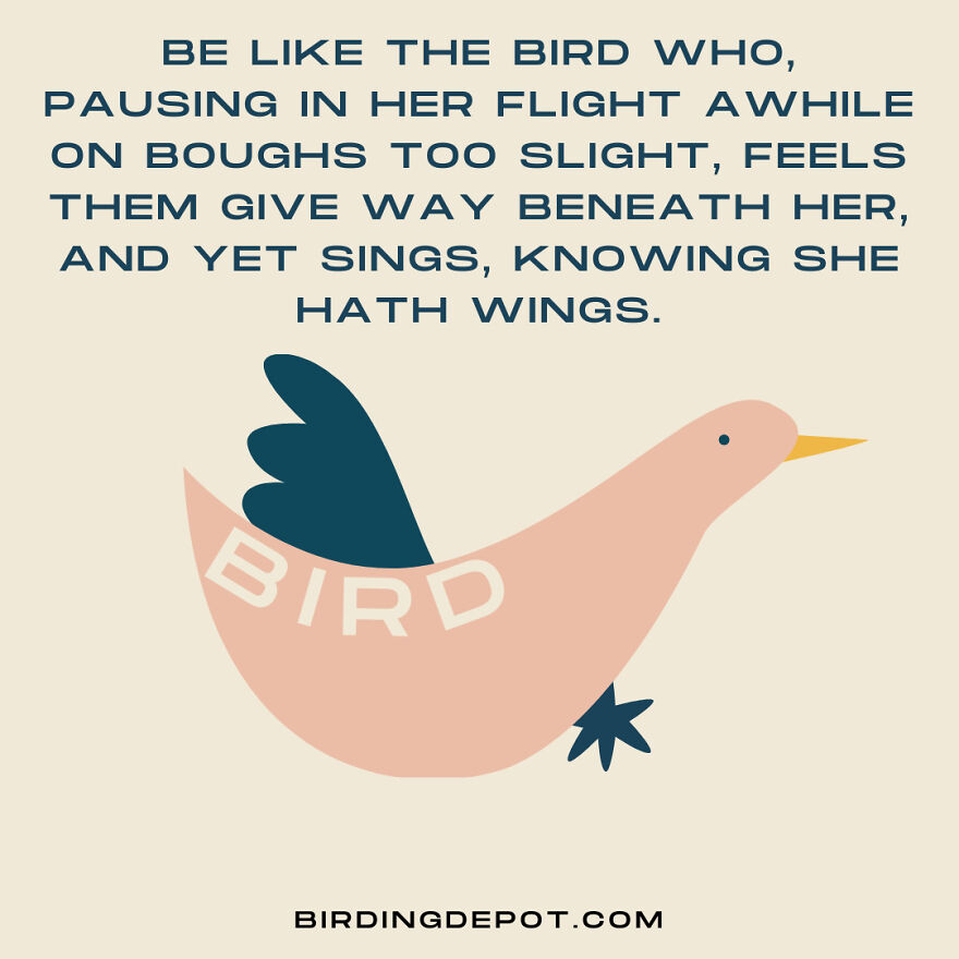 Be Like The Bird Who