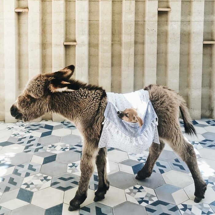 Burrito The Baby Donkey