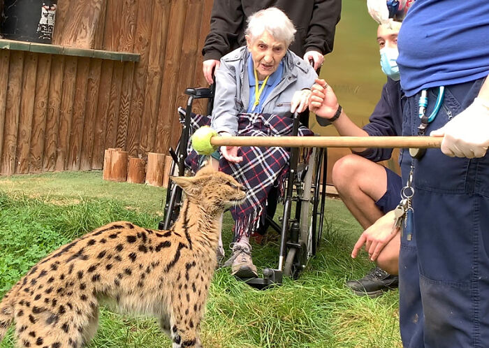 This 100-Year-Old Woman Had A Lifelong Ambition To Meet A Serval Cat And Her Dream Came True