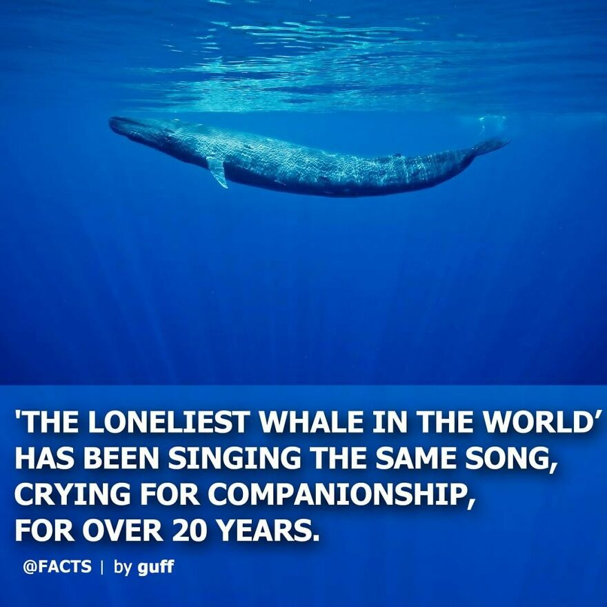 Researchers Have Been Listening To Recordings Of A Particular Blue Whale 🐋 Who Has Been Roaming The Waters Of The Northern Pacific Ocean For Over 20 Years. It Is Referred To As "Lonely" Because This Whale Sings At The Abnormally High Tone Of 52 Hz And Is Unable To Communicate With Other Blue Whales Higher Who Sing In The Range Of 10 - 40 Hz. Aww! 😢 🐳 🎵 📷 Danny Kessler #whale #lonely #nature