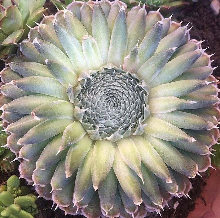 Name: Orostachys Spinosa. Beautiful Picture