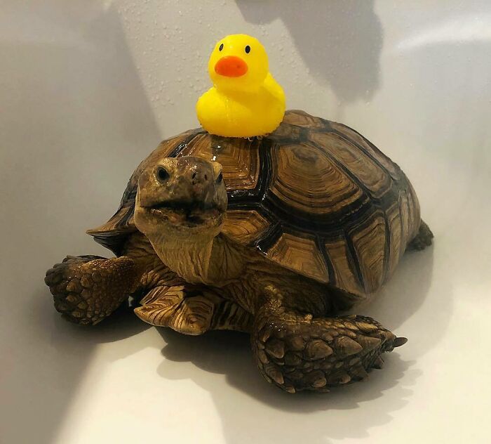 Scrub A Dub Dub It's A Tortoise In A Tub