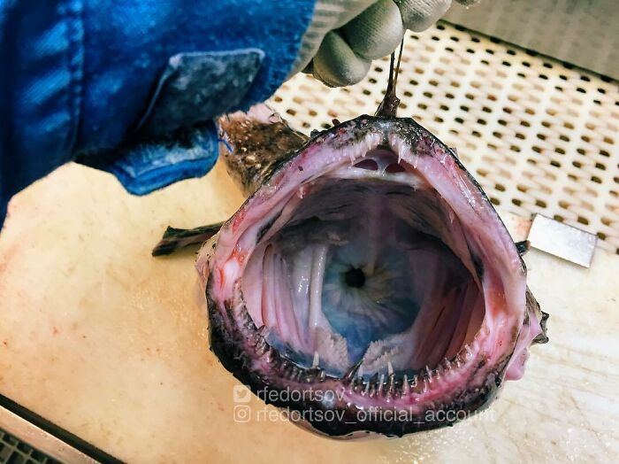 "It Is Well-Known Monkfish (Anglerfish)"