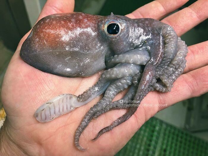 "North Atlantic Octopus. Sometimes Called The Spoonarm Octopus (Thanks To The Curly Tips Of Its Arms)"