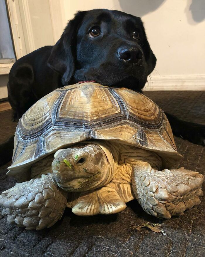 Franklin Met A New Friend Today