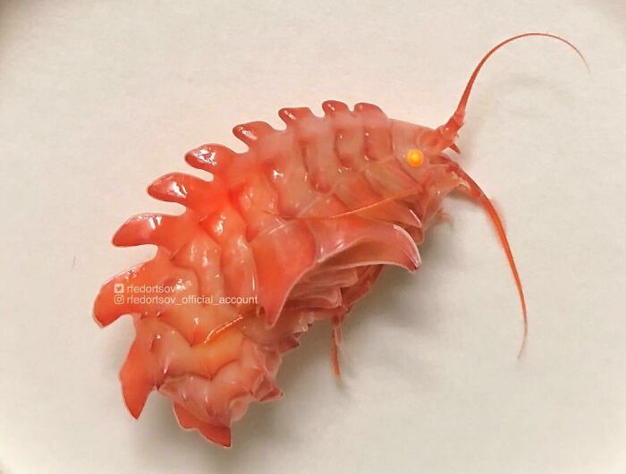 "It's Amphipod. For The First Time Representatives Of This Species Were Found In 2004. Crustaceans Look Like Shrimp, Lives At A Depth Of 300 Meters. This One We Caught In Arctic Ocean"
