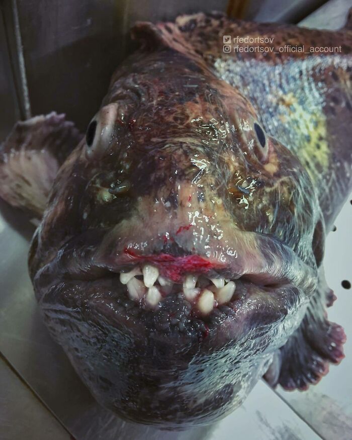 "Wolffish, Also Known As Sea Wolves Or Wolf Eel"