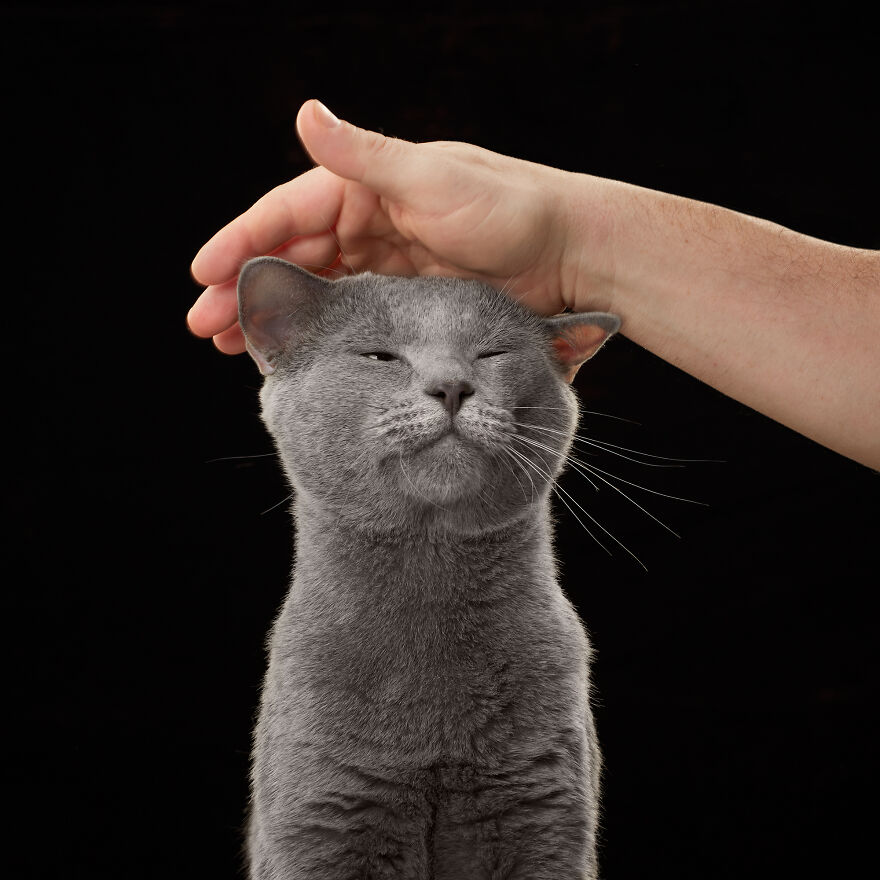 These Are Not Just Cats. They Are All Artists Of The Unique Cat Theater.