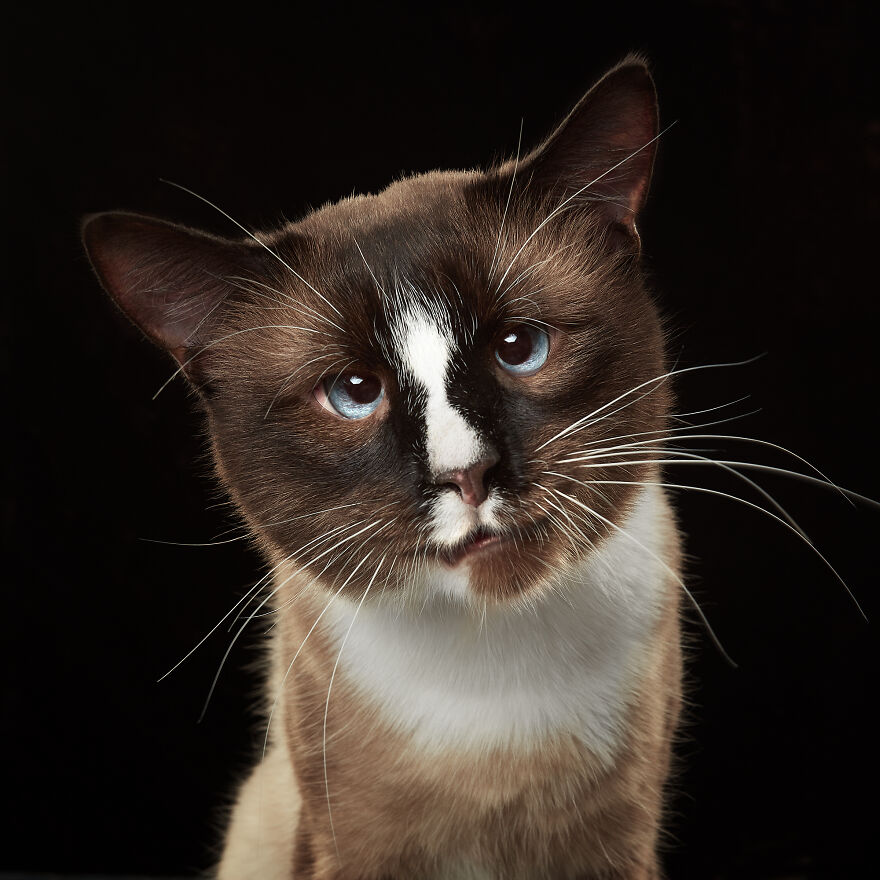 These Are Not Just Cats. They Are All Artists Of The Unique Cat Theater.