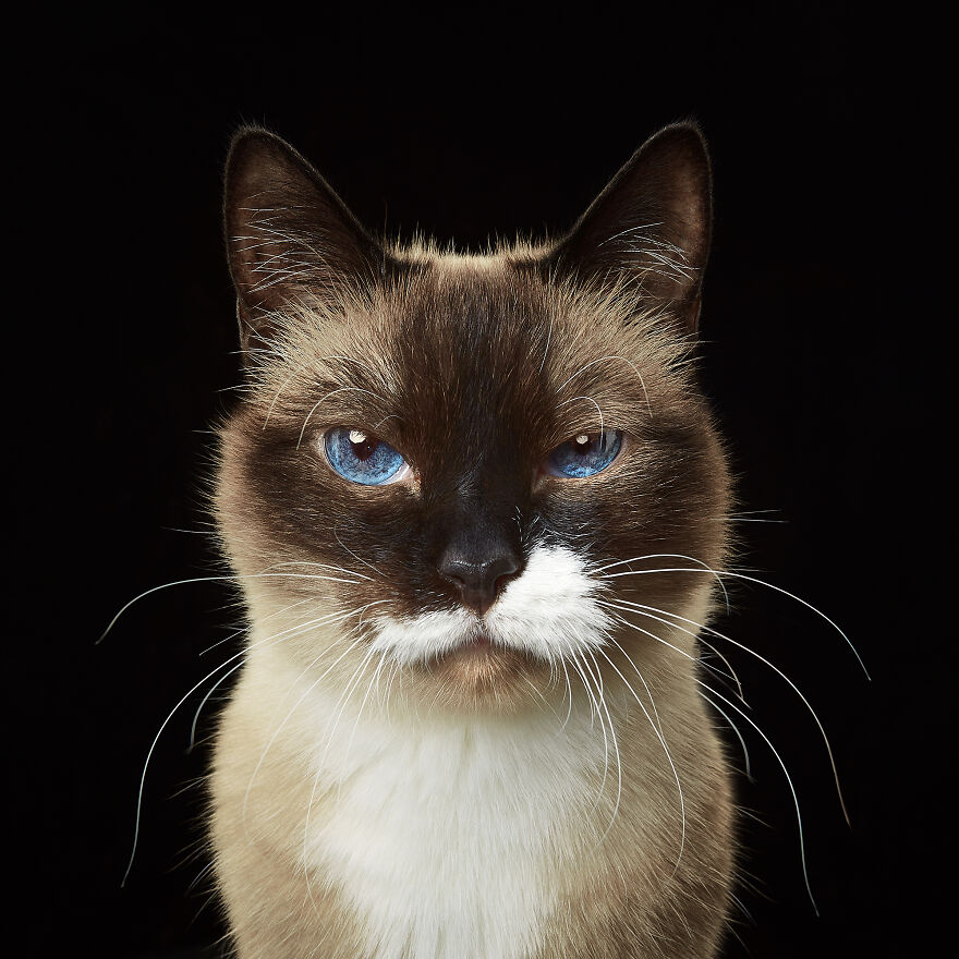 These Are Not Just Cats. They Are All Artists Of The Unique Cat Theater.