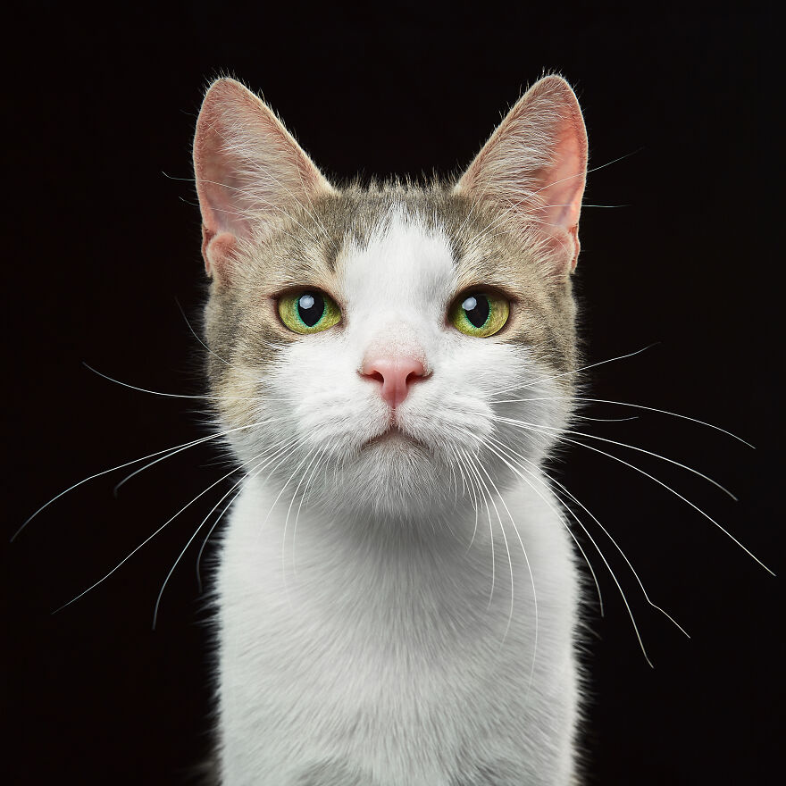 These Are Not Just Cats. They Are All Artists Of The Unique Cat Theater.