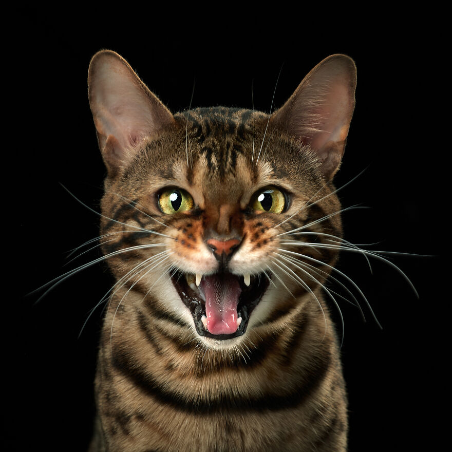 These Are Not Just Cats. They Are All Artists Of The Unique Cat Theater.