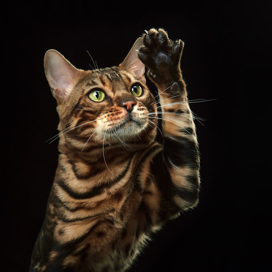 These Are Not Just Cats. They Are All Artists Of The Unique Cat Theater.